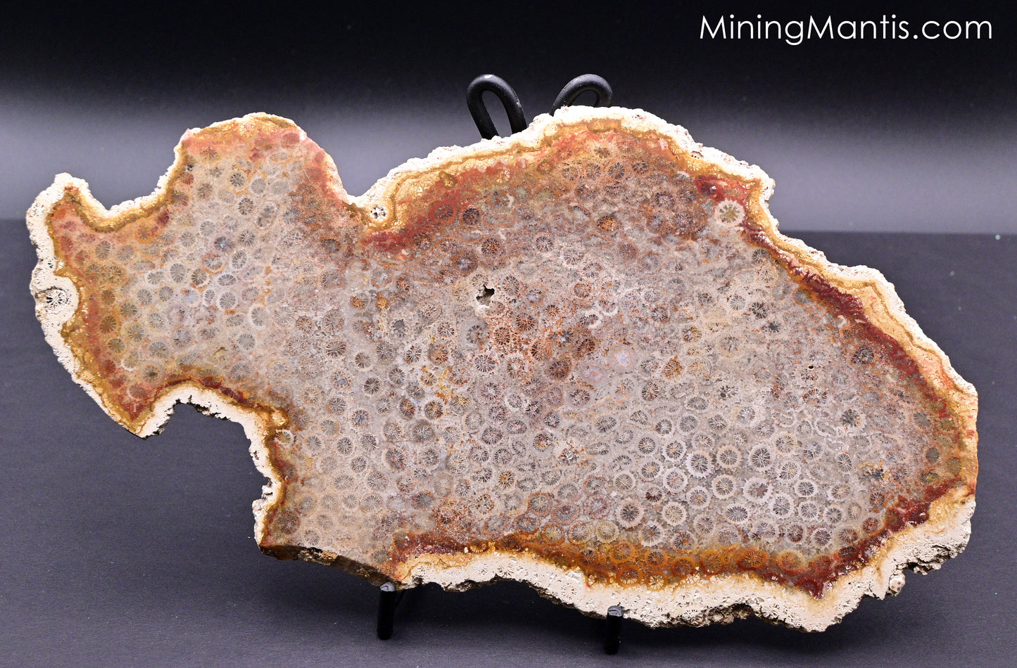 Fossilized Coral Slab