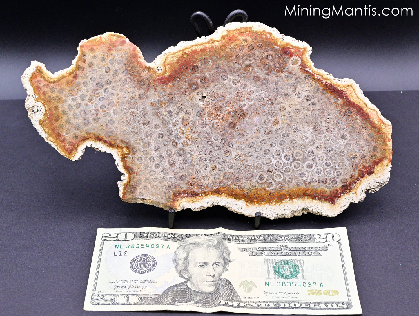 Fossilized Coral Slab