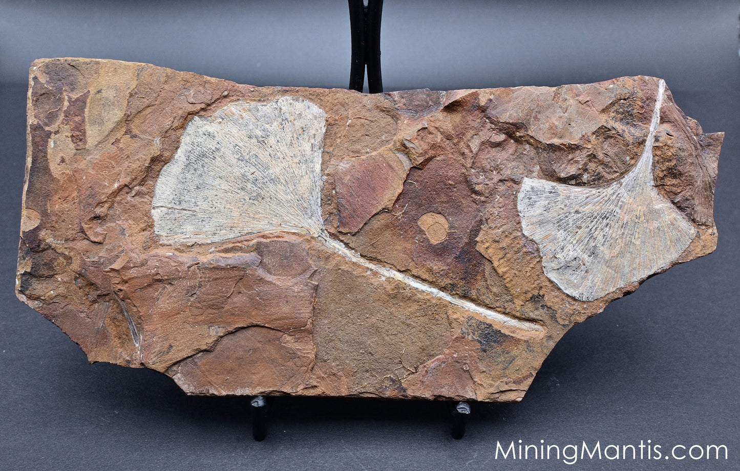 Ginkgo Leaf Fossil