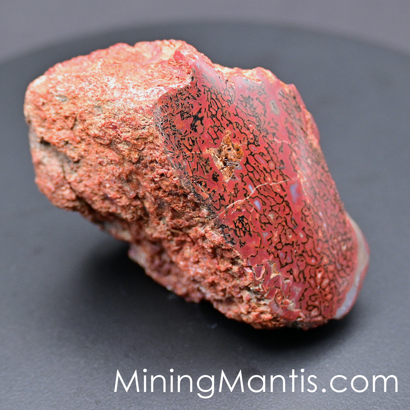 Agatized Gem Bone