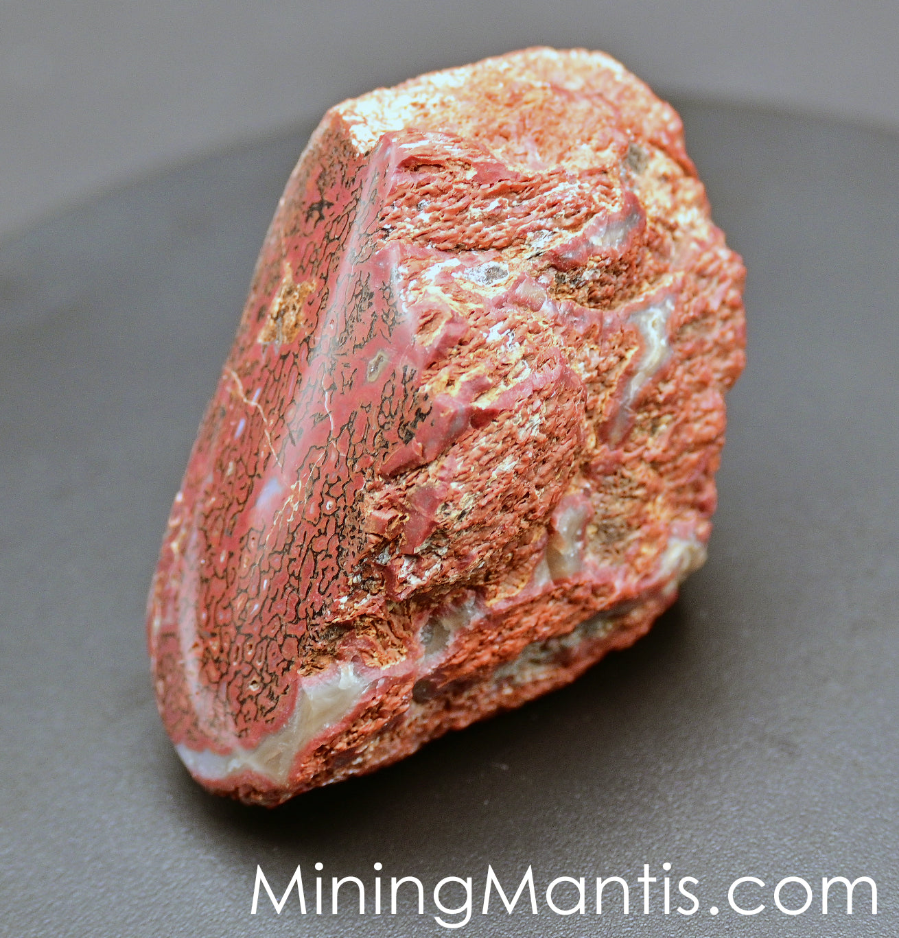 Agatized Gem Bone
