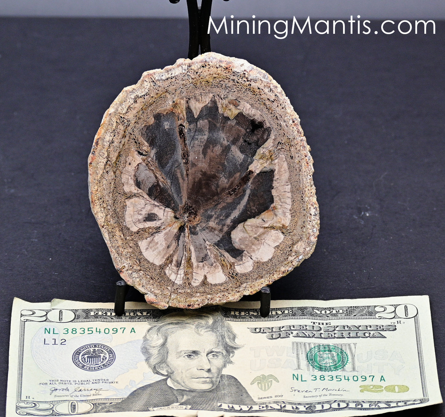 Hermanophyton T. Petrified Wood Round