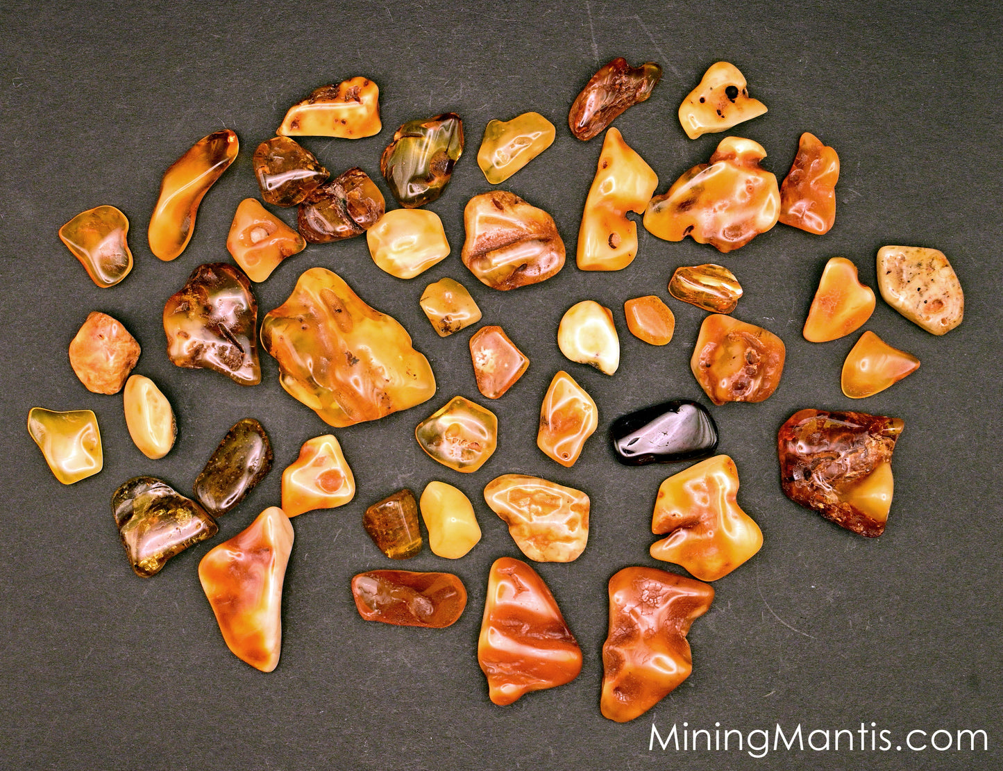 Baltic Amber Collection in Case