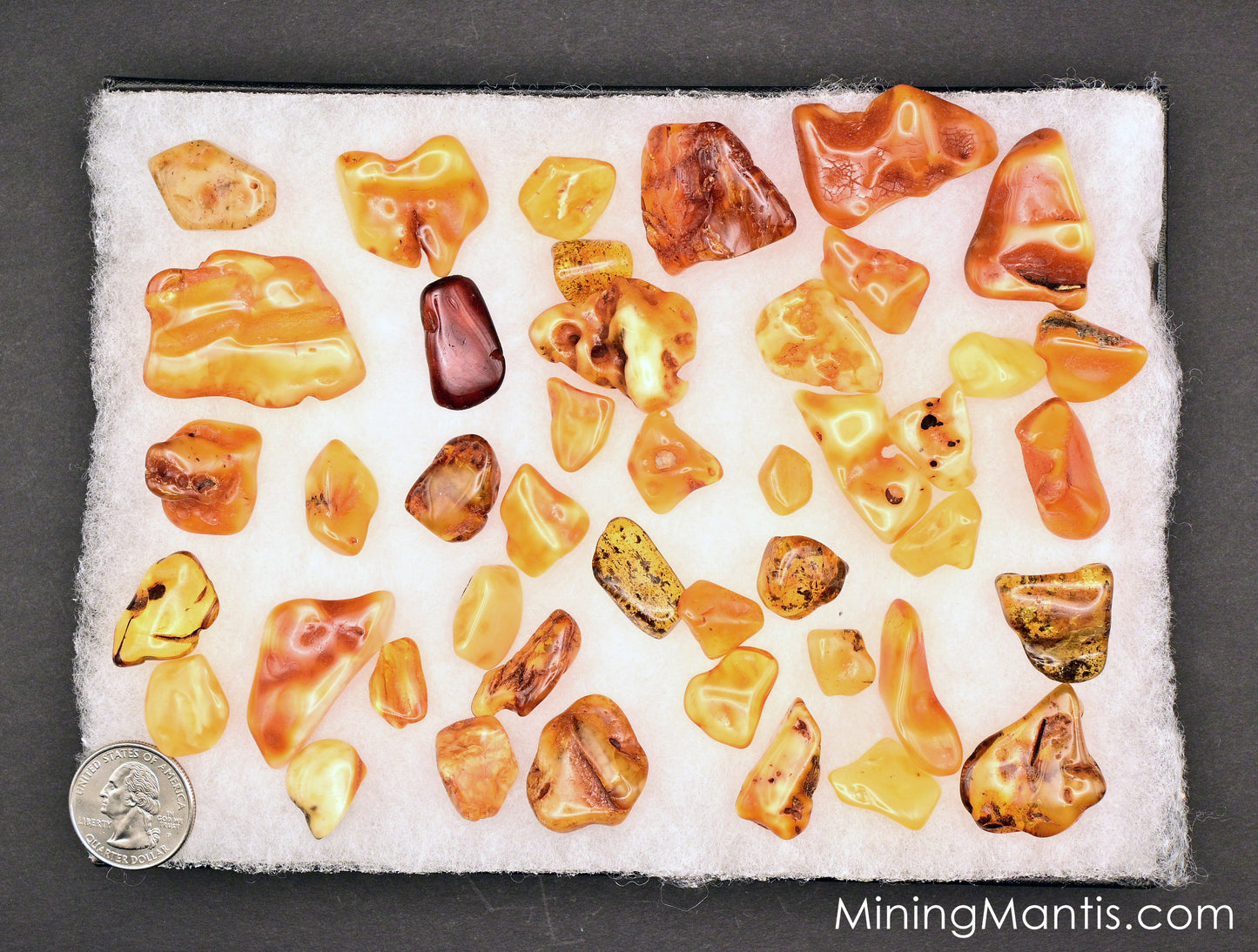 Baltic Amber Collection in Case