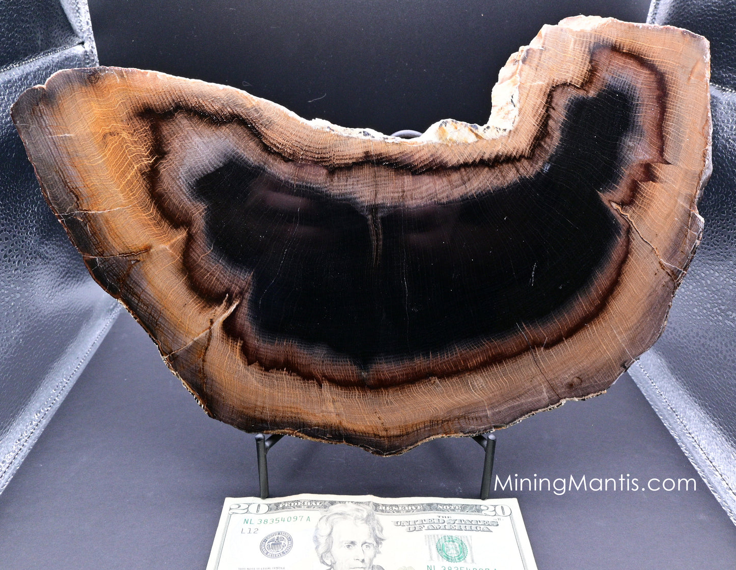 Stinking Water Pass Petrified Wood