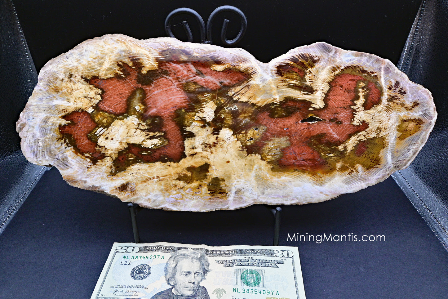 Tuscarora Petrified Wood Slab