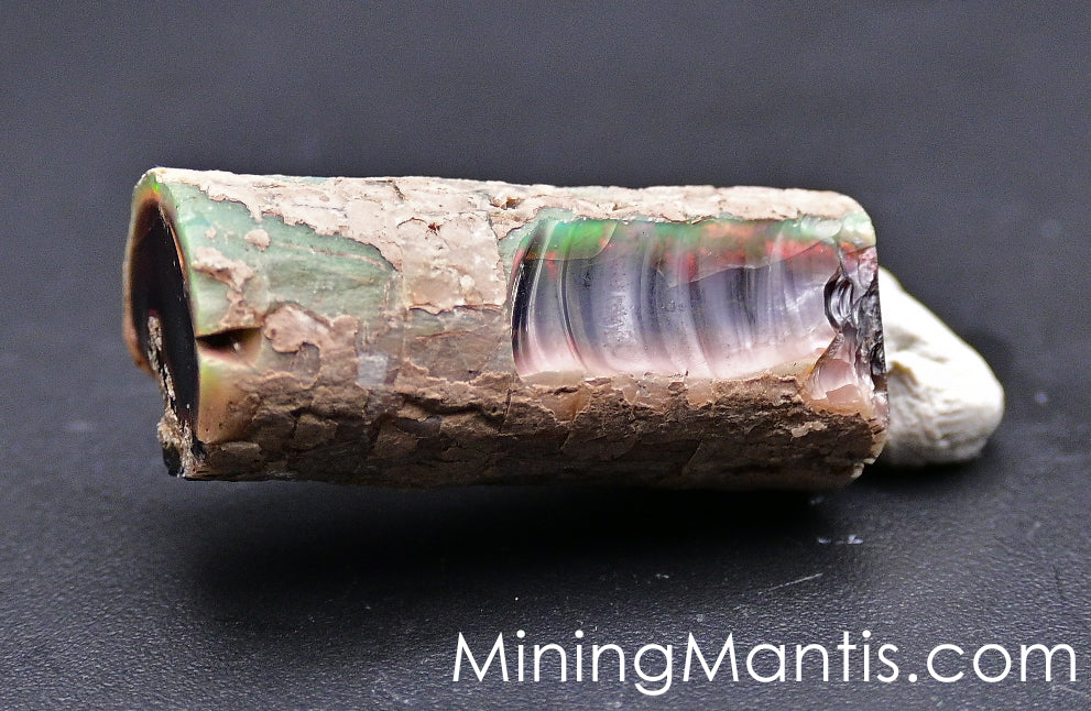 Rainbow Ridge Opalized Petrified Wood - Specimen B