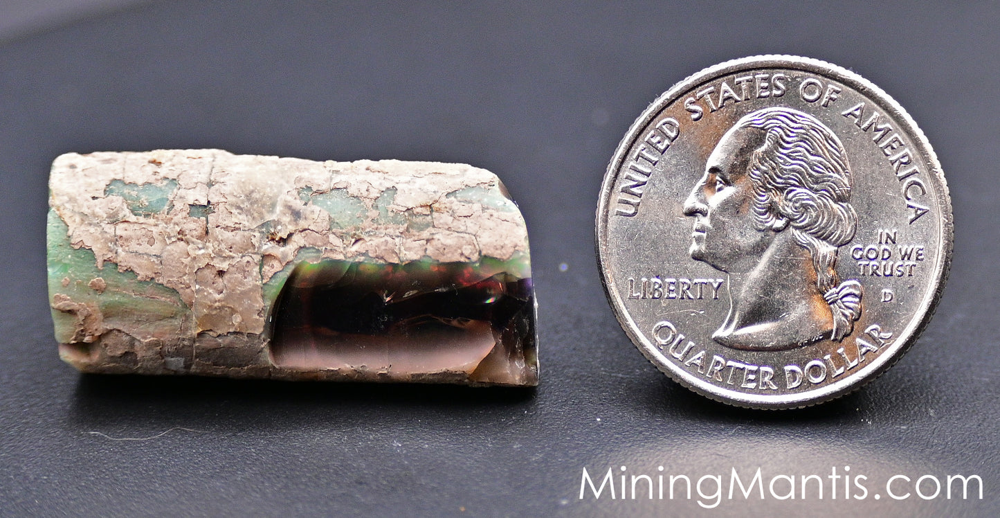 Rainbow Ridge Opalized Petrified Wood - Specimen B