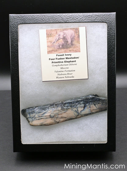 Mammoth Ivory in Riker Box