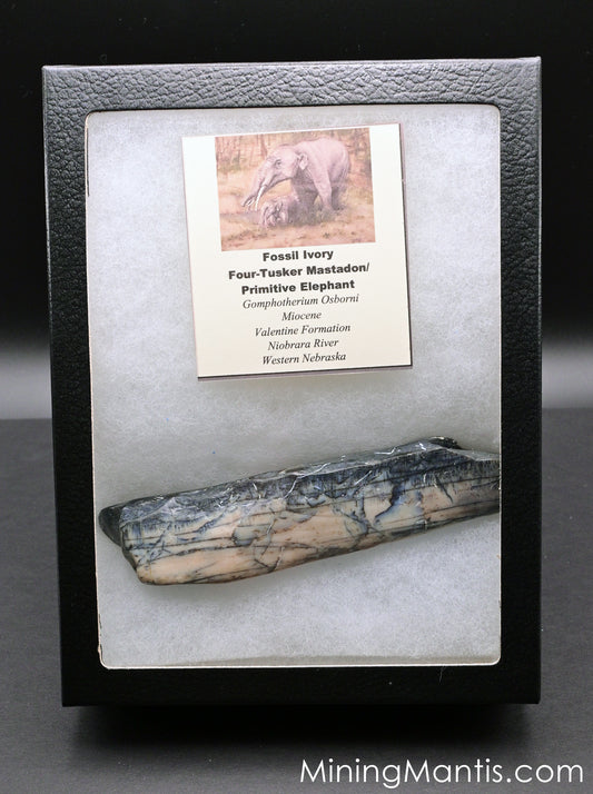 Mammoth Ivory in Riker Box