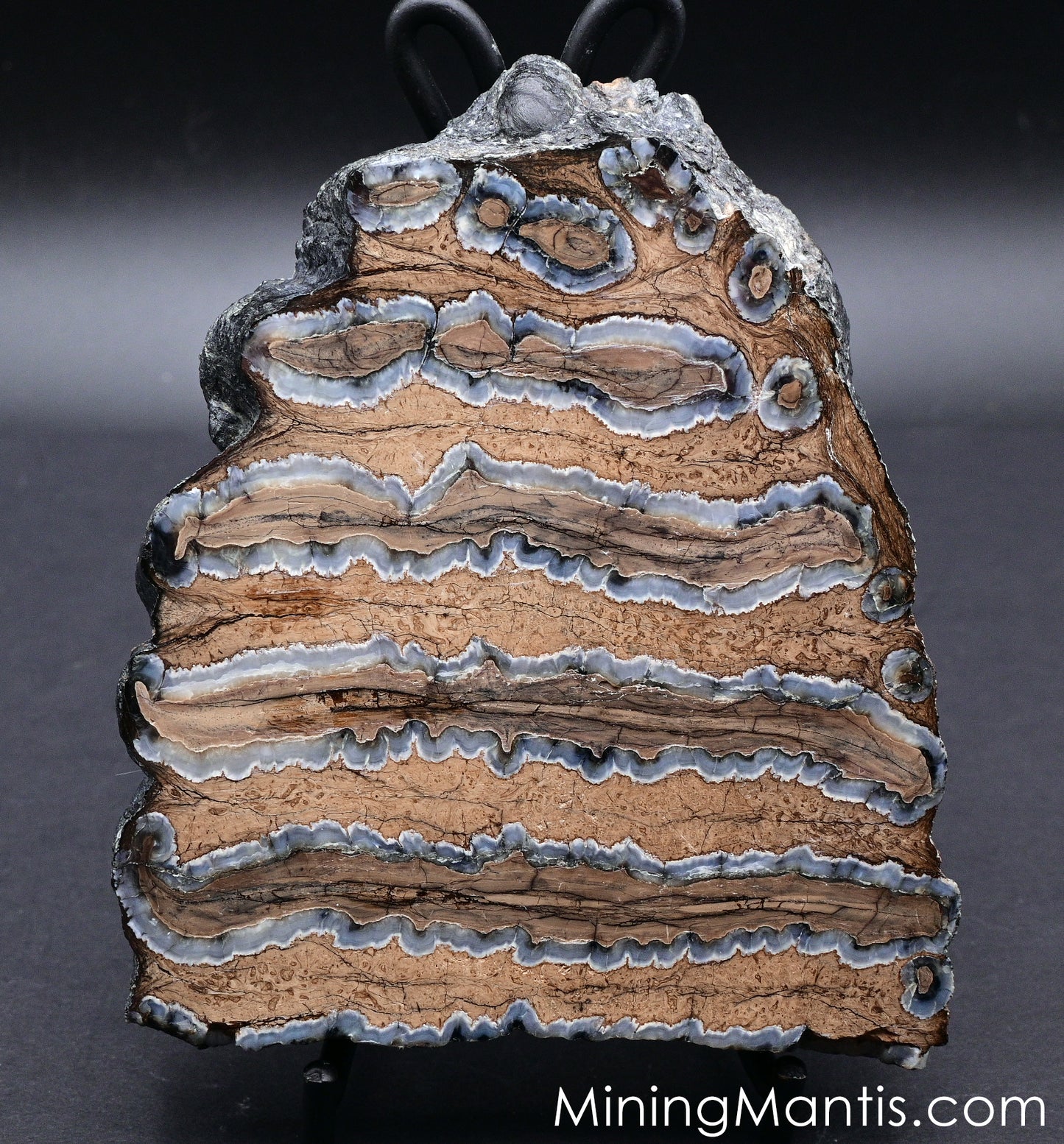 Mammoth Tooth Cross-section