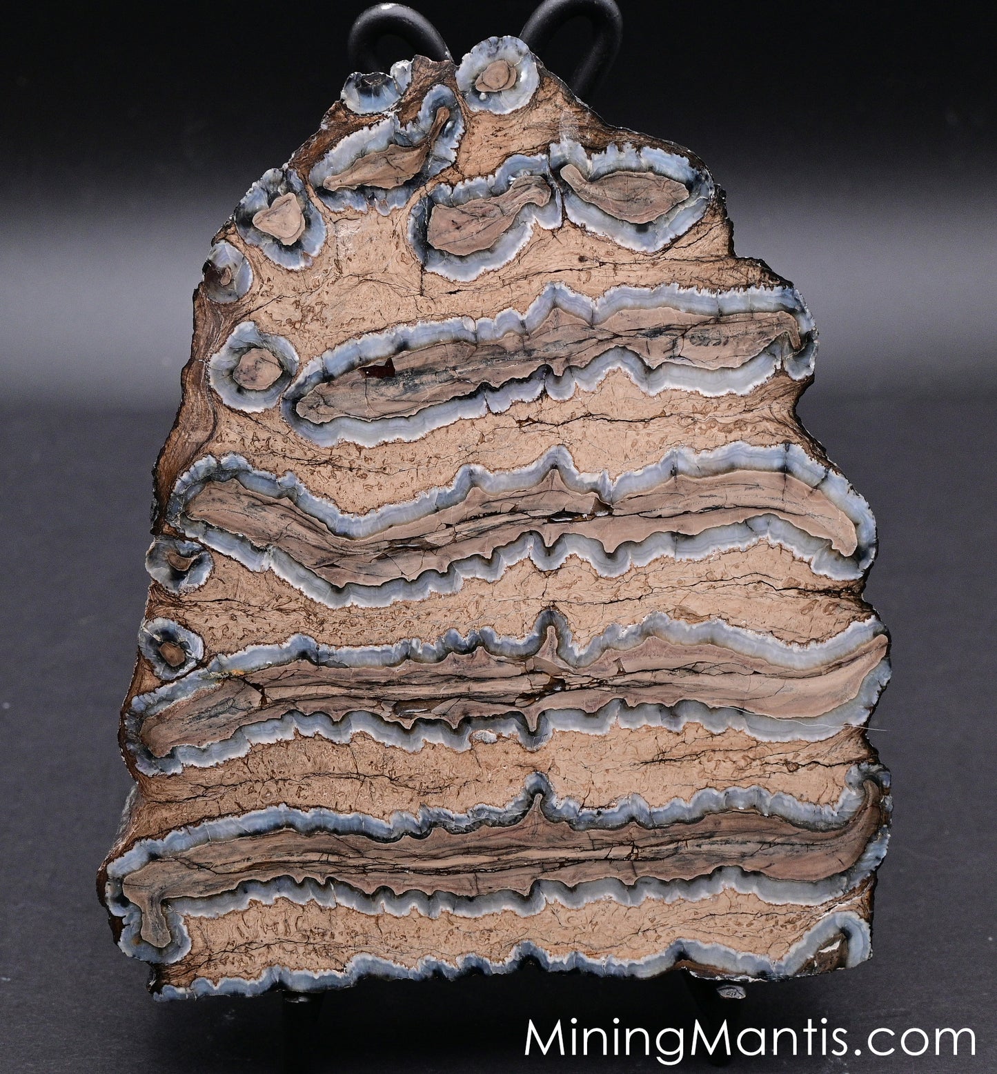 Mammoth Tooth Cross-section