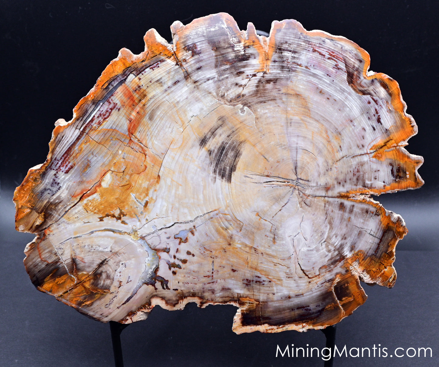 Petrified Cypress Wood