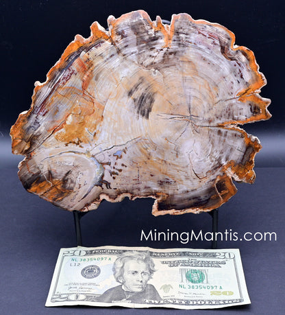 Petrified Cypress Wood