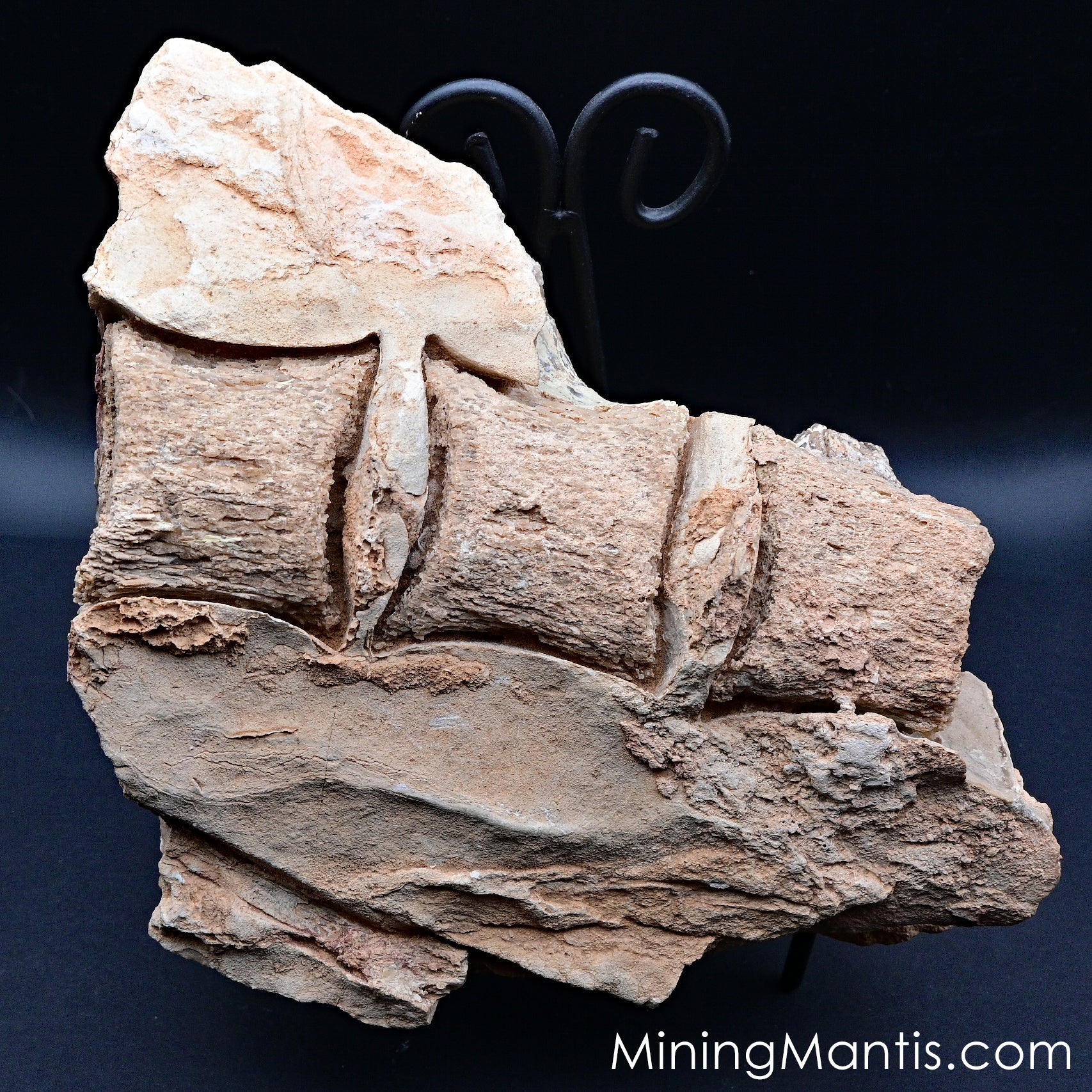 Mosasaur Vertebrae – Mining Mantis