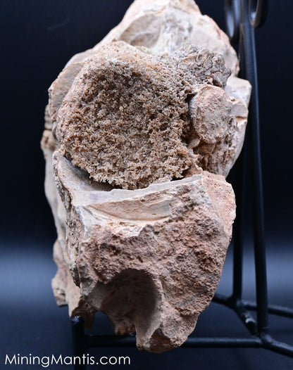 Mosasaur Vertebrae