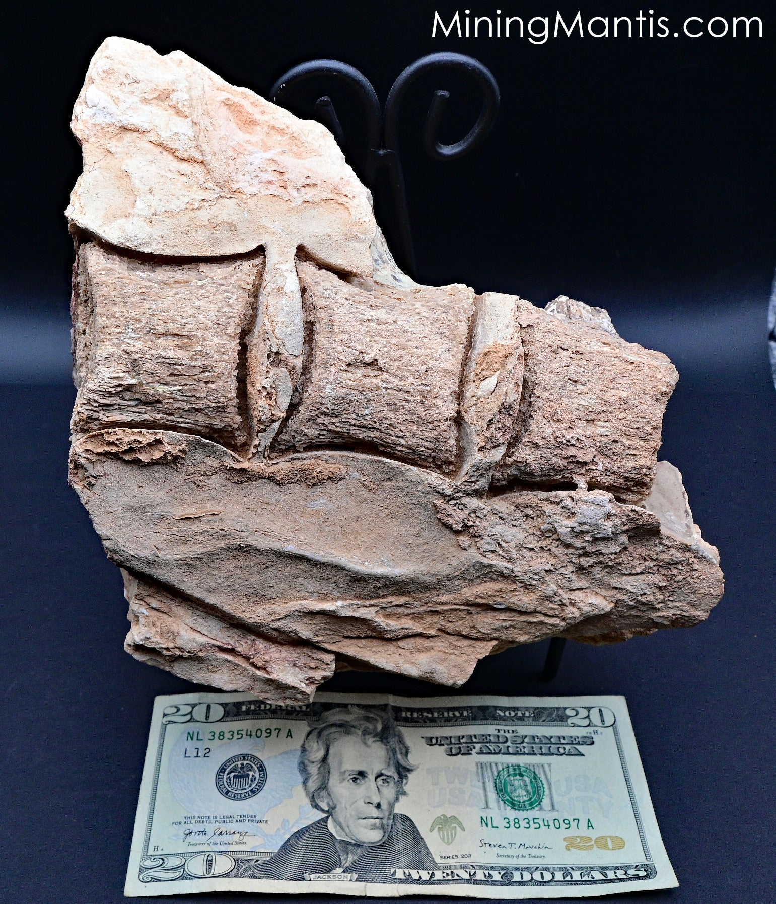 Mosasaur Vertebrae – Mining Mantis