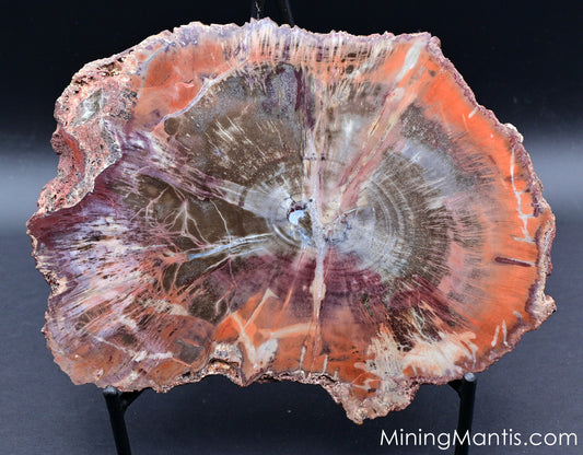 Arizona Petrified Wood Slab