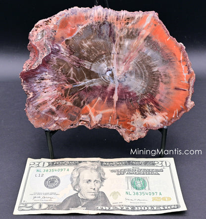 Arizona Petrified Wood Slab