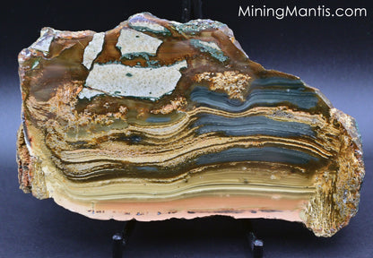 Blue Mountain Jasper - Specimen A