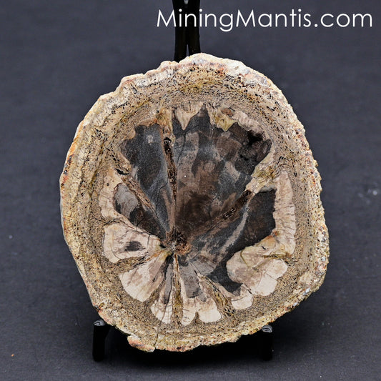 Hermanophyton T. Petrified Wood Round