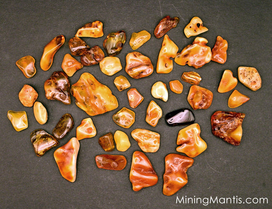 Baltic Amber Collection in Case