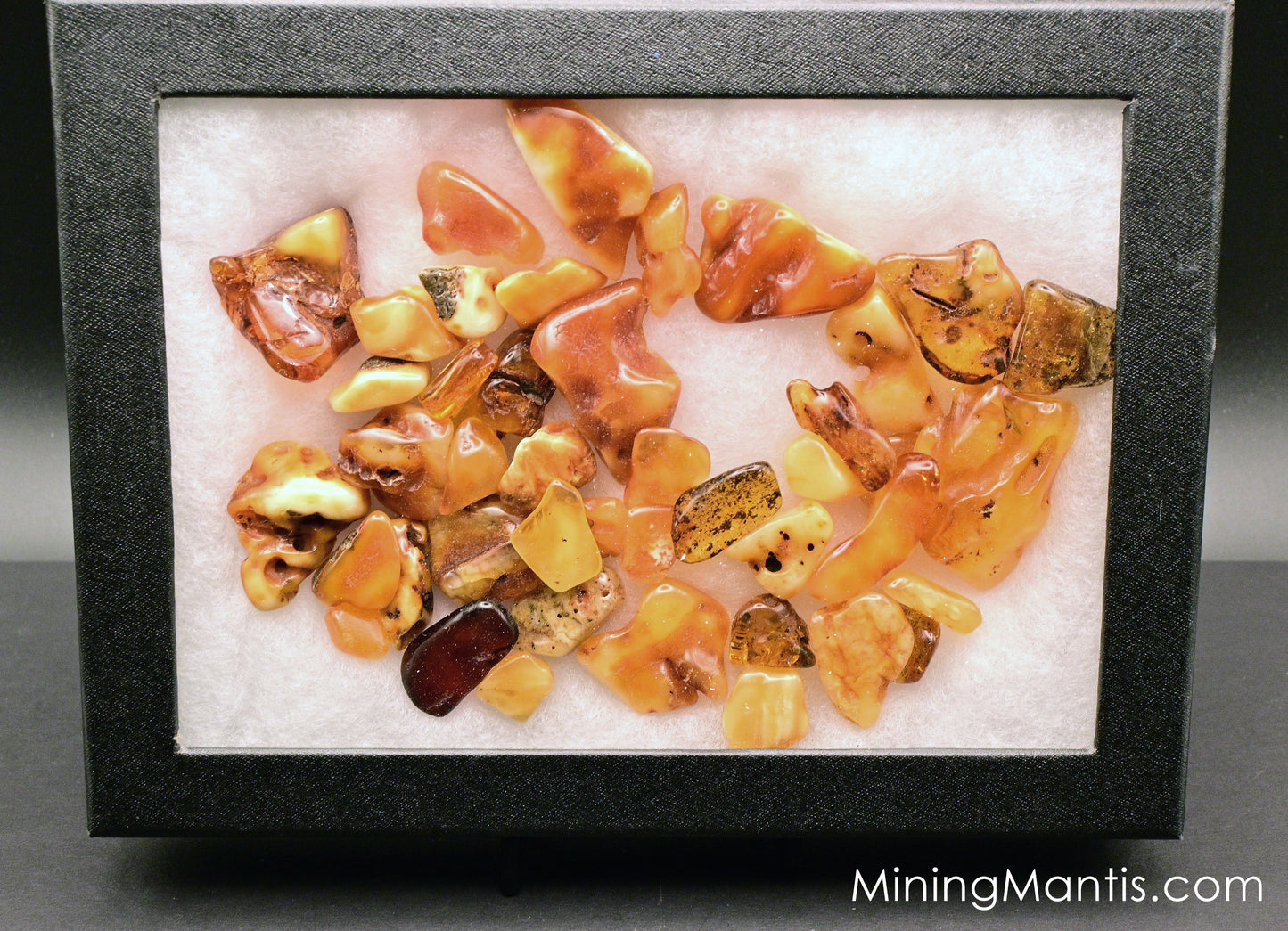 Baltic Amber Collection in Case