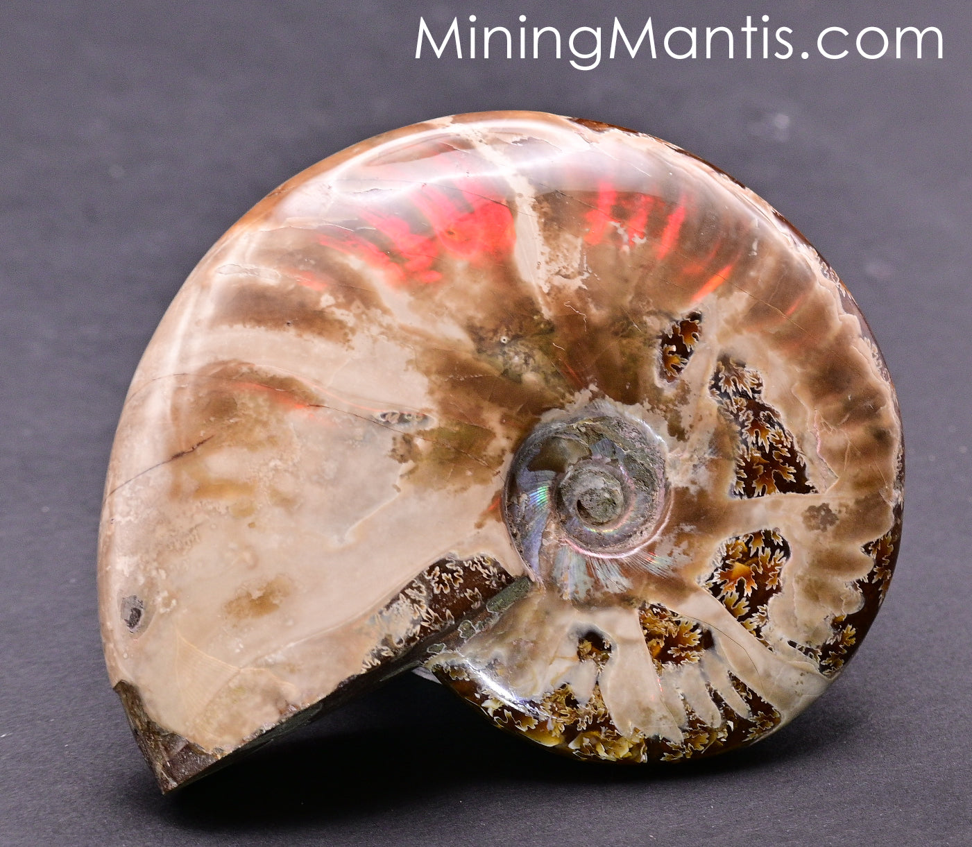 Polished Pearlescent Ammonite