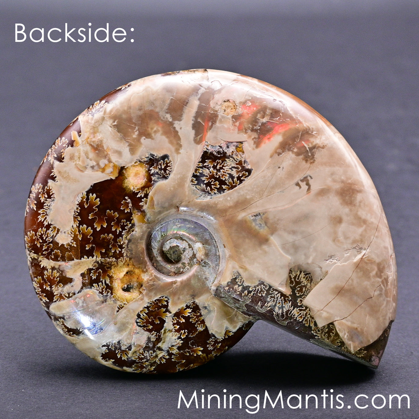 Polished Pearlescent Ammonite