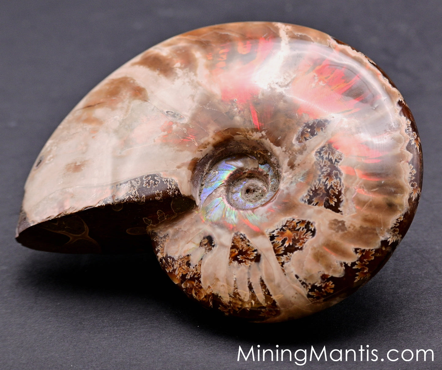 Polished Pearlescent Ammonite