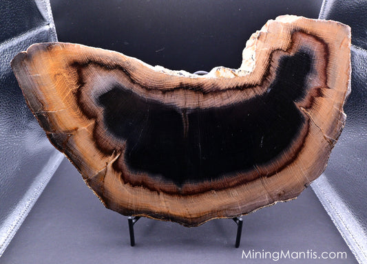 Stinking Water Pass Petrified Wood