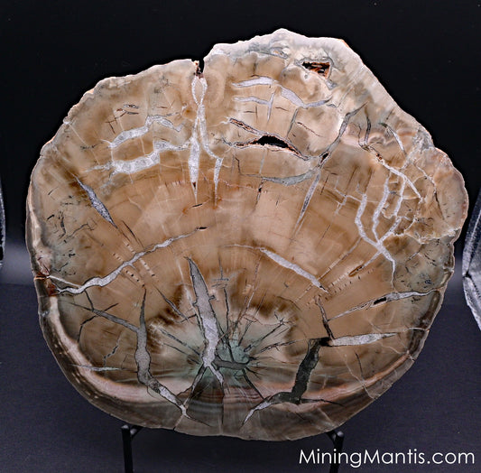 Zimbabwe Woodworthia Petrified Wood Slab