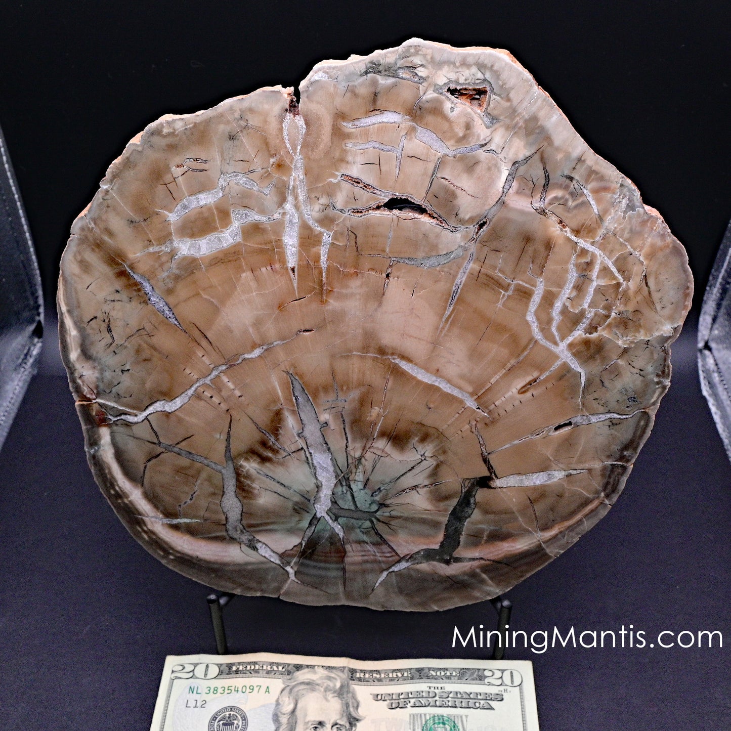 Zimbabwe Woodworthia Petrified Wood Slab