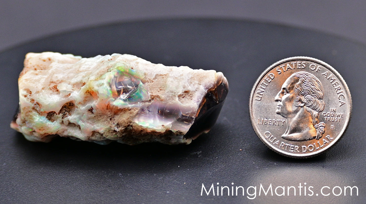 Rainbow Ridge Opalized Petrified Wood - Specimen A