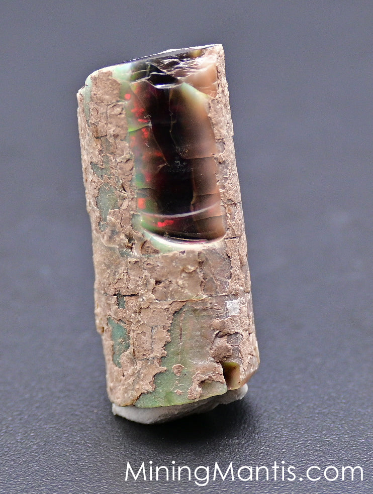 Rainbow Ridge Opalized Petrified Wood - Specimen B